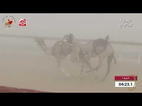  ش 6 (ملامح) لـ حمد عبدالله فارس الدرعي 8:1 , شارة الديوان 2 2026/09/27 ايذاع اللبسه 