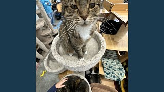 Cover art for yume 2kki lotus water (Sped up)