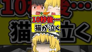 10秒後・・・ニンジン食べれず猫が泣く！？そして最後はなんと・・・ #shorts #ゆっくり茶番劇 #ゆっくり茶番