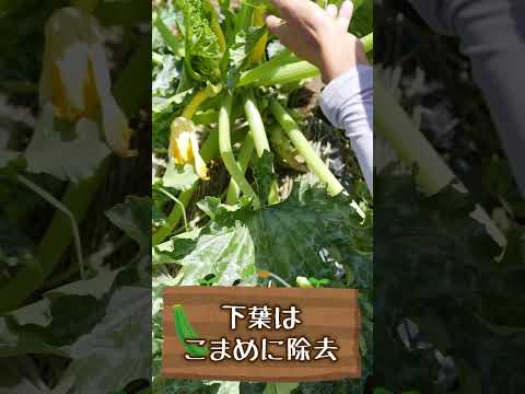 ズッキーニの鉢植えを始めるのに最適な時期はいつですか?  庭園