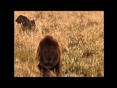 Orkirikoi vs Paradise Boys vs Rongai Rockers | Crazy Lion Warfare