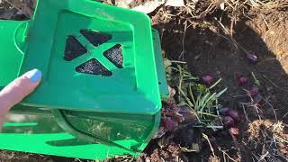 #compost in WINTER Burying food scraps