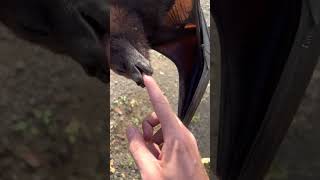 Fruit Bats Are Basically Flying Puppies