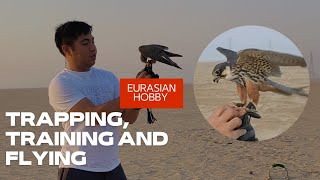 TRAPPING, TRAINING AND FLYING A FALCON / Eurasian Hobby