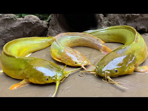 Catch Yellow Fish, Catfish Mud Hole to Primitive Cooking Survival - Stop Motion Fish ASMR | Cuckoo