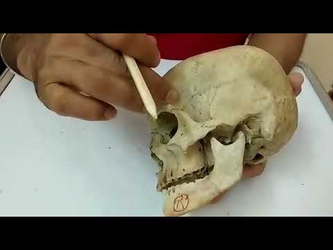 Temporal & Infratemporal Fossa