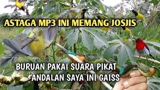 Download lagu Suara pikat burung kecil SOGON & burung kecil lainnya paling ganas ❗ mp3