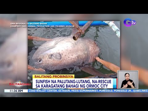 Sunfish na palutang-lutang sa baybayin, na-rescue sa Ormoc City BT