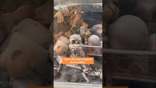 The Doll’s Hospital in Rome