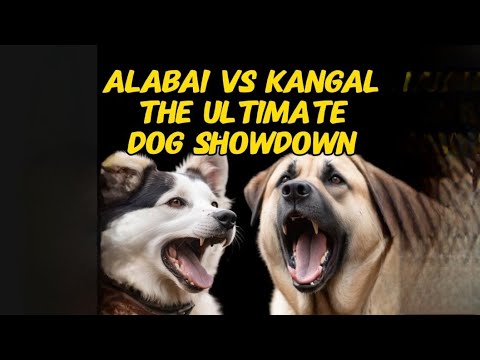 Alabai vs Kangal: The Ultimate Dog Showdown