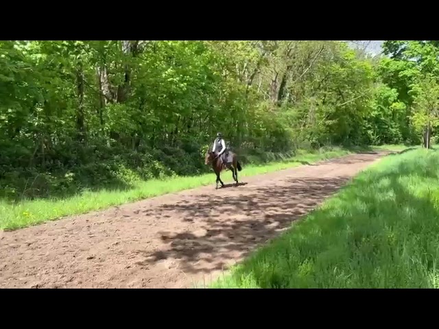 Impact Dream hongre pur-sang 5 ans