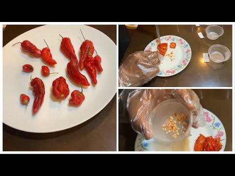 How to save pepper seeds / naga chillie seeds to grow next year