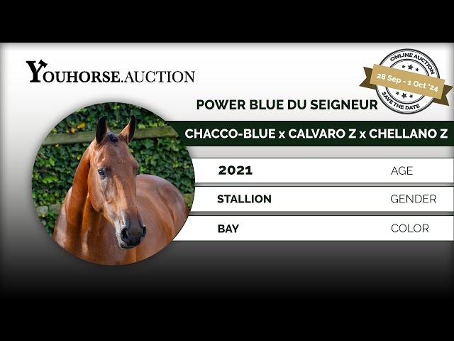 Power Blue du Seigneur
