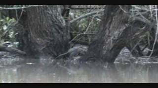 preview picture of video 'Beaver Bath Interrupted by Muskrat Invader'