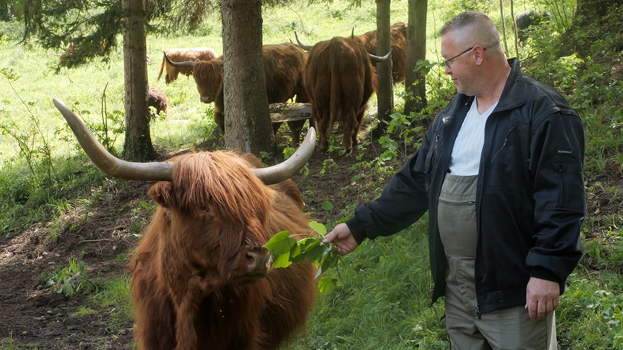 Zaradu iz Austrije uložio u farmu škotskih goveda