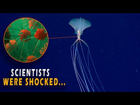 The INSANE Biology of Magnapinna Squid