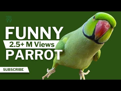 Perroquet drôle parlant et dansant | vidéo animalière drôle | animaux mignons