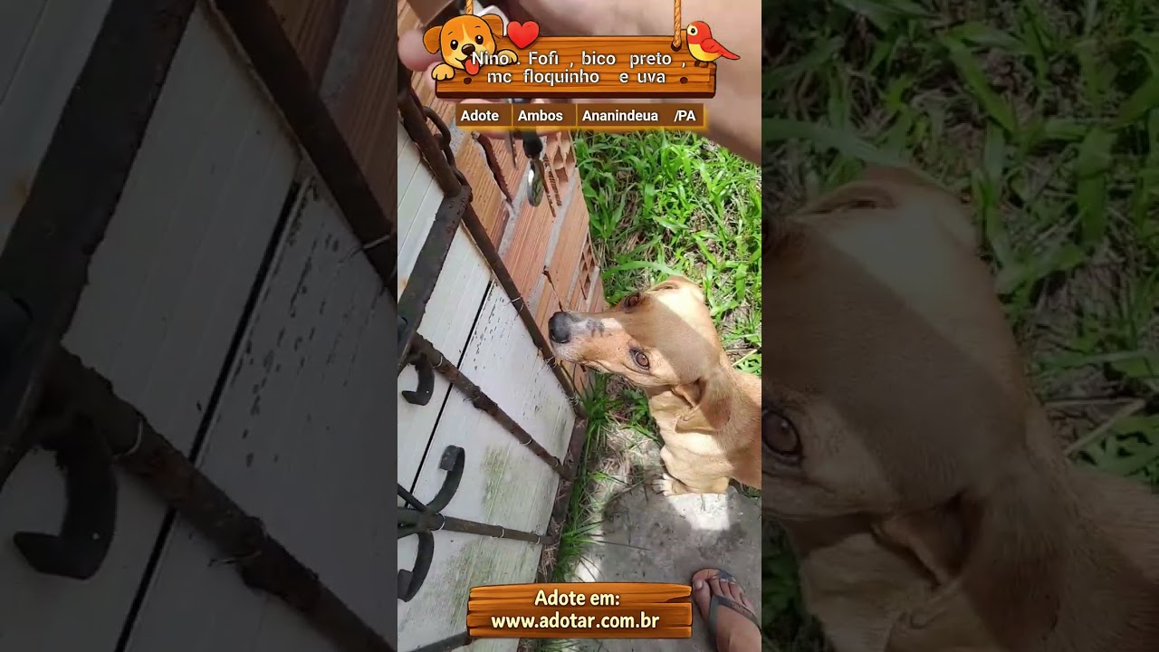 Cachorro raça SRD-ViraLata idade 2 anos nome Nino. Fofi , bico preto, mc floquinho e uva