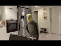 Phoebe happy Cockatiel singing Totoro theme tune and more