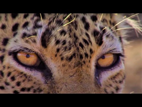 Nail-Biting Leopard Moments | Top 5 | BBC Earth