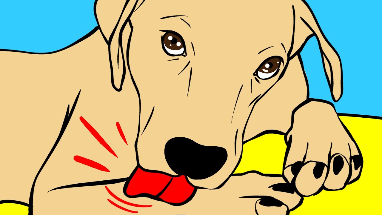 Por Que Os Cachorros Lambem As Patas E Outras 29 Perguntas Sobre Cachorros