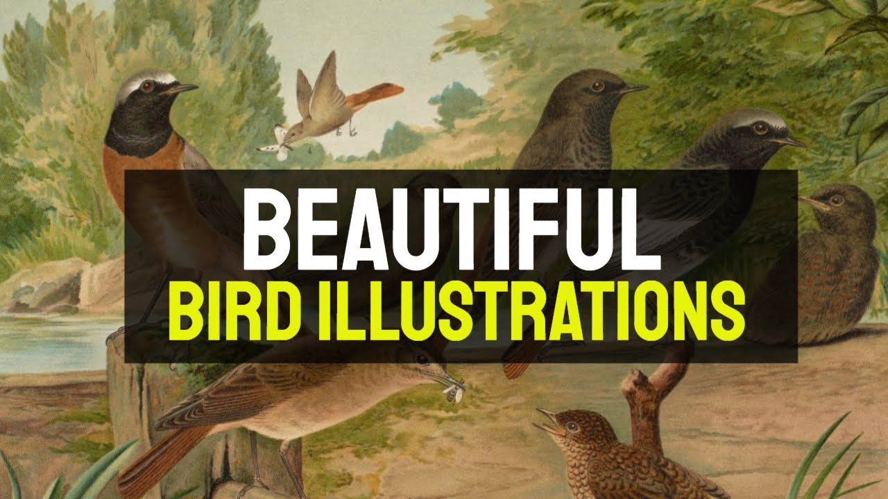 Bird Illustrations - 30 Beautiful Bird Illustrations