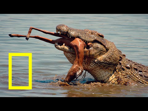 COCODRILOS GIGANTES DEL NILO. DOCUMENTAL COMPLETO