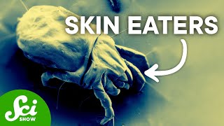 3 Things You May Not Want to Know About Dust Mites