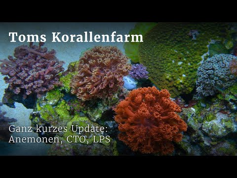 Mini Update: Anemonen-Artenbecken und der neue LPS-Tank