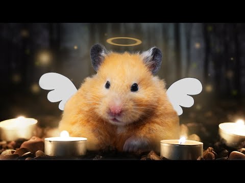 Saying Goodbye To My Hamster