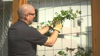 Planting and training your climbing rose