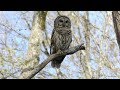 Barred Owl Hooting (HD)