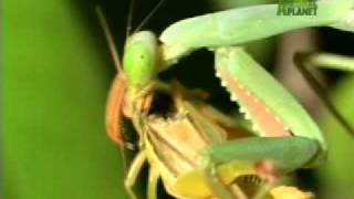 Praying Mantis - Hunting Technique