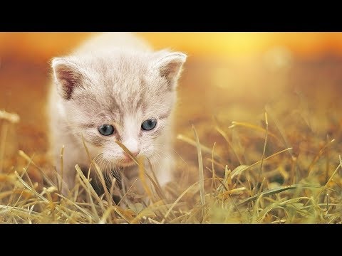 How to Care for a Cat's Paws - Taking Care of Cats