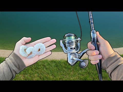 Does SHRIMP Make Good Freshwater Fishing Bait?