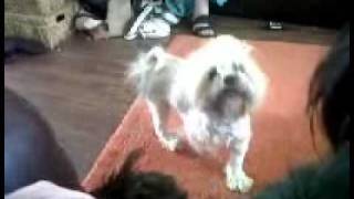 Everyday I'm Shufflin' - Doggy Style.