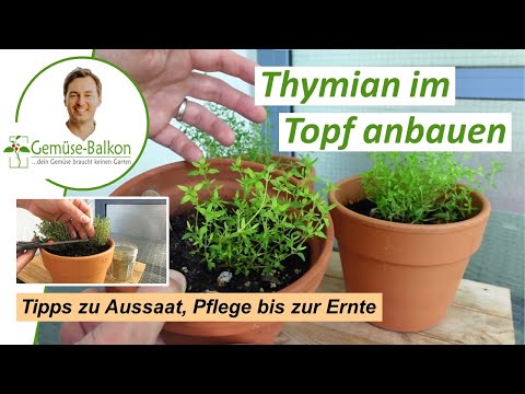 Thymian 🌿 auf dem Balkon anbauen: Aussaat 🌱 und Pflege bis zur Ernte