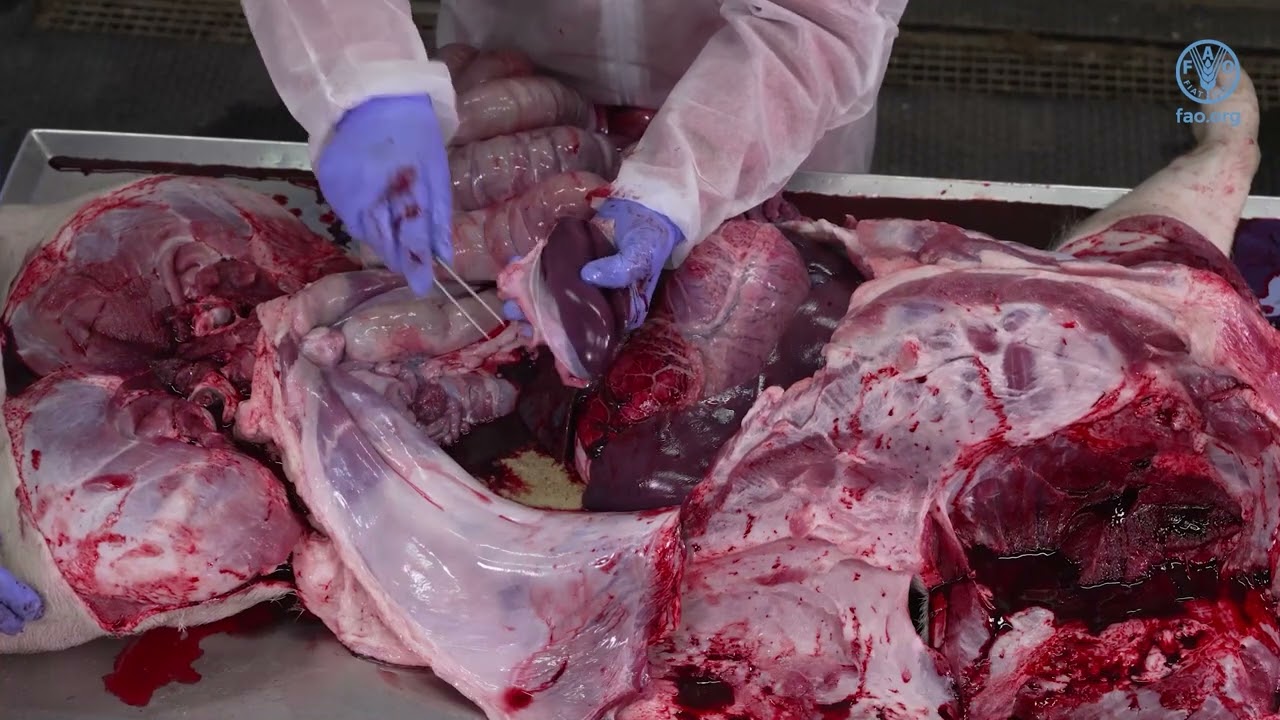 Prélèvement d’échantillons sur des porcs morts pour exclure la peste porcine africaine