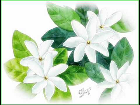 Sii koé ko sioku ofa'aga !.wmv