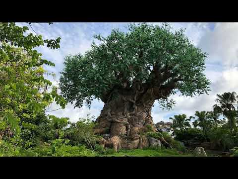 Disney's Animal Kingdom Discovery Island Area Loop