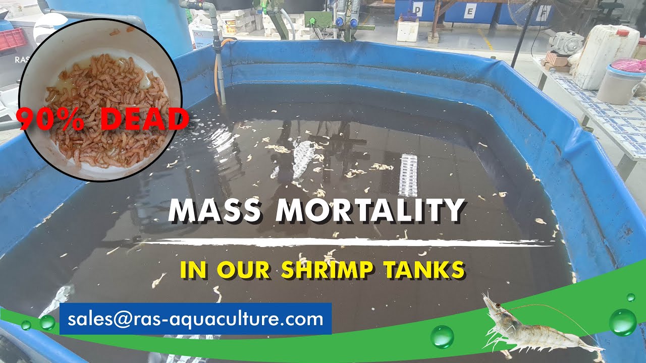 90% Mortality in Our Biofloc Challenge Tanks | What Happened?