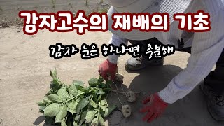 감자 고수의 감자 기초 기술 원가지, 곁가지만 봐도 그 수확물이 얼마나 나올지 예측이 된다. 감자 냉해…