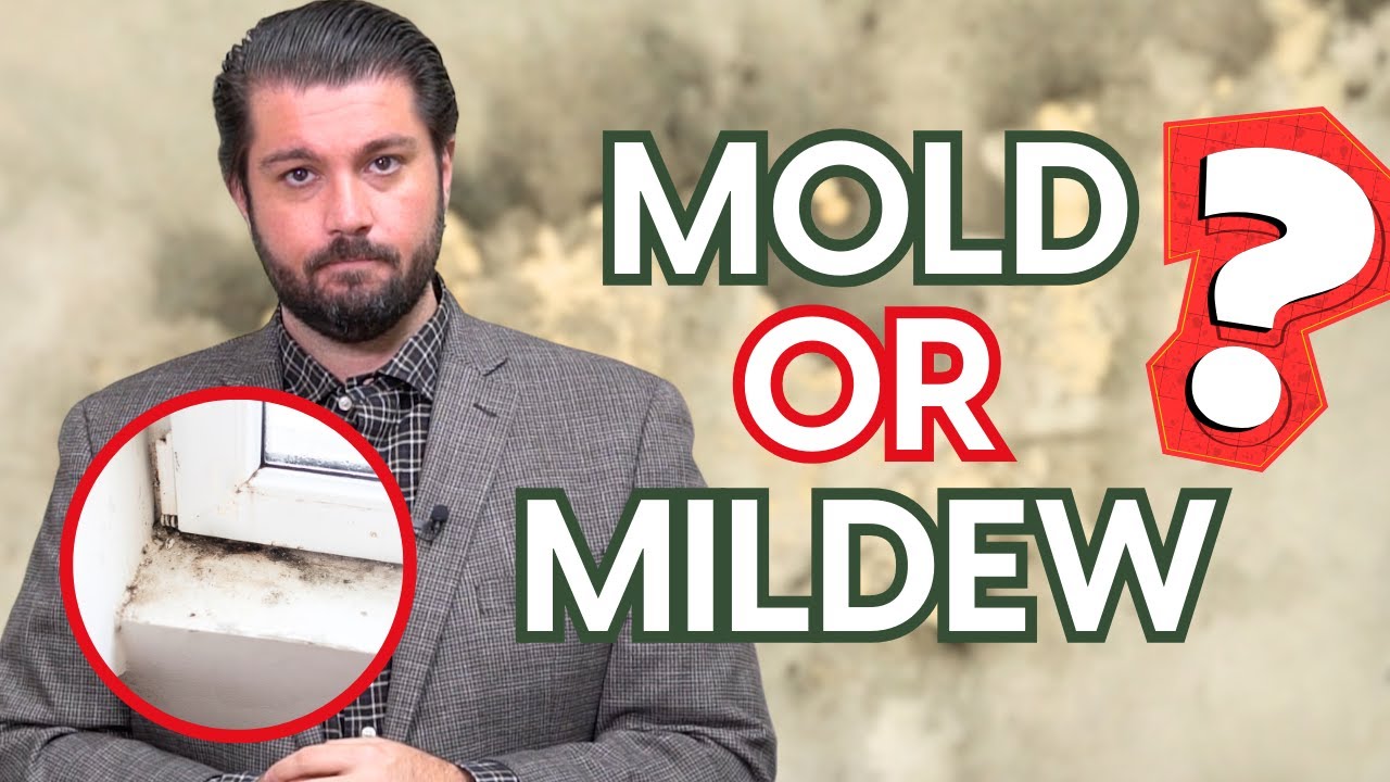 Video: Mold vs. Mildew