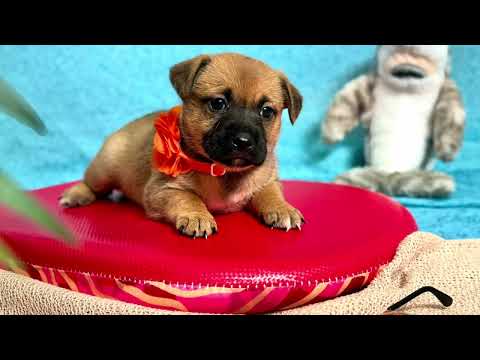 Dog for adoption - Emma Jean Dixie, a Labrador Retriever &amp; Chihuahua Mix in Austin, TX | Petfinder