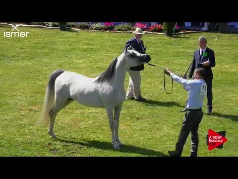 Strohen 2018 C-Show Class 12/13