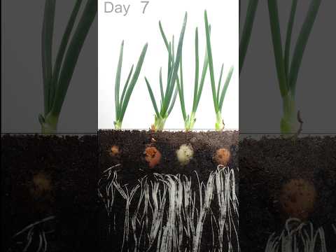 , title : 'Onion growing 🧅 Time Lapse'