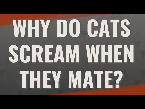 Why do cats scream when they mate?