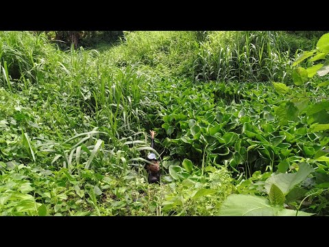 SE03EP115 - KINAILANGANG MAGBUTAS PARA MAY MALUTANGAN - ILALIM ng WATER LILLY | San Pablo City, Lag