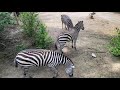 Home Safari Zebra Cincinnati Zoo