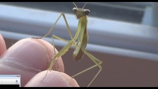 Praying Mantis - Week 4 - Taking Them Out!